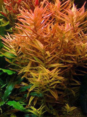 Nesaea crassicaulis