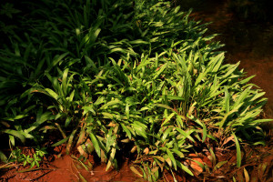 Cryptocoryne huegelii