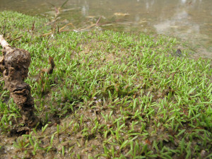 Glossostigma diandrum