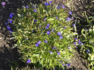 Lobelia dortmanna