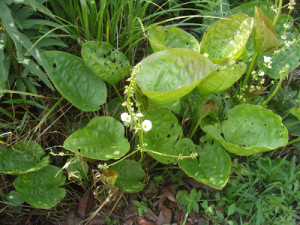 Echinodorus grandiflorus ssp. grandiflorus