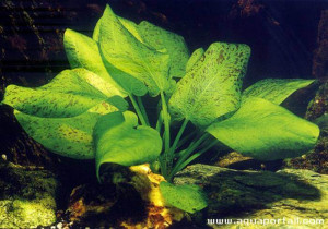 Echinodorus schlueteri