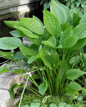 Echinodorus grandifolius