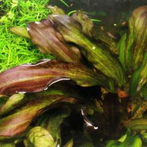 Echinodorus var. "Tornado"