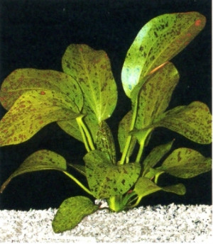 Echinodorus  ozelot green