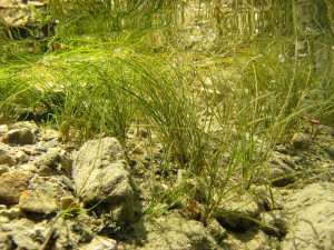 Potamogeton filiformis