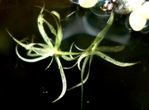 Wolffiella floridana