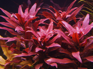 Ludwigia glandulosa Var.''perennis''