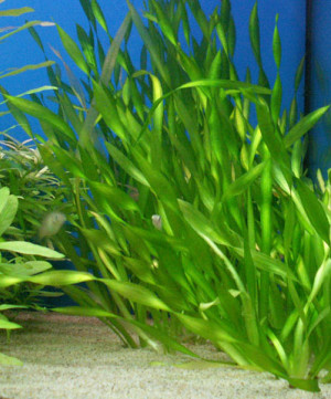 Vallisneria americana