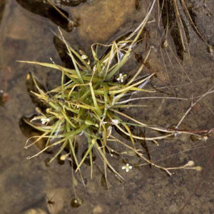 Subularia aquatica