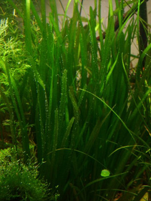 Vallisneria americana var. biwaensis