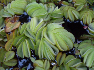 Salvinia auriculata