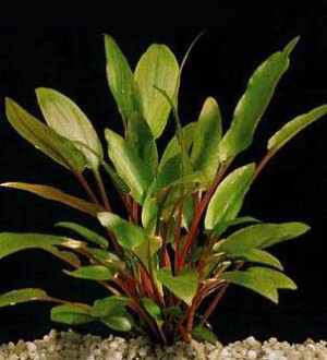 Cryptocoryne beckettii