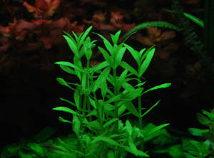 Bacopa crenata