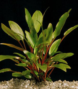 Cryptocoryne beckettii var. petchii