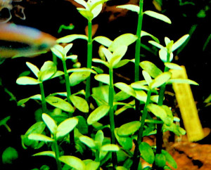 Bacopa madagascariensis