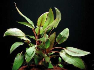 Cryptocoryne Indonesii