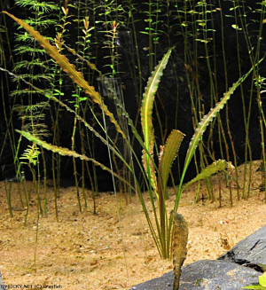 Cryptocoryne retrospiralis