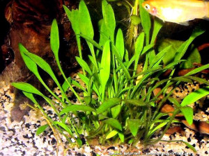 Cryptocoryne parva