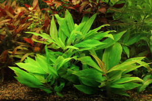 Hygrophila corymbosa x "Compact"