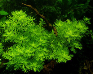 Hottonia palustris