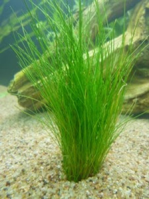 Eleocharis vivipara