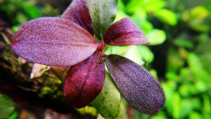 Bucephalandra brownie metellica