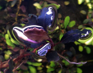 Bucephalandra fire bird