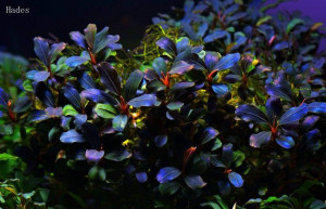 Bucephalandra brownie purple