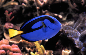 Paracanthurus hepatus