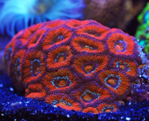 Acanthastrea lordhowensis