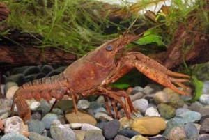 Procambarus acanthophorus