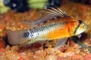 Apistogramma atahualpa