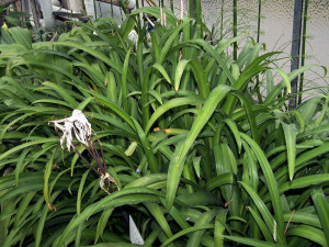 Crinum purpurascens