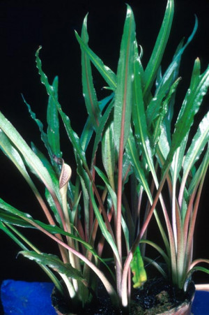 Cryptocoryne albida