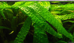 Cryptocoryne aponogetifolia