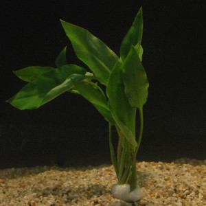 Cryptocoryne ciliata