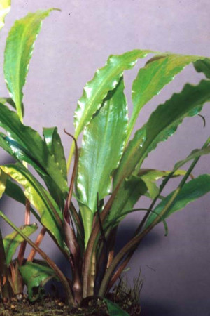 Cryptocoryne cognata