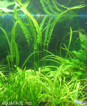 Cryptocoryne crispatula