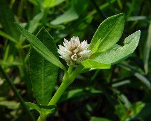 Alternanthera philoxeroides