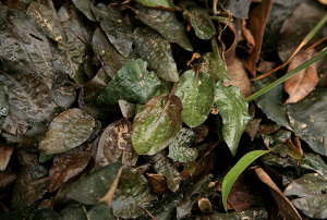 Cryptocoryne griffithii