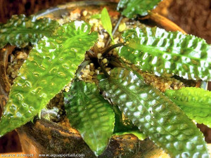 Cryptocoryne hudoroi