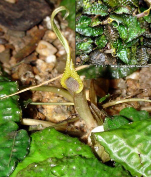 Cryptocoryne keei