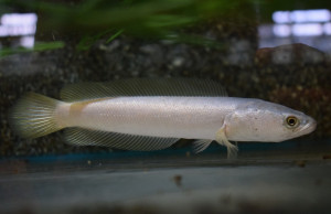 Channa argus platinum