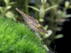 Neocaridina davidi