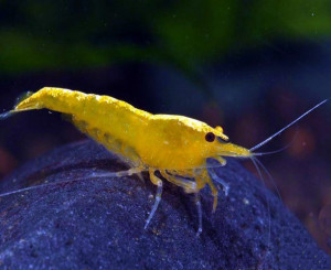 Neocaridina davidi var. yellow neon