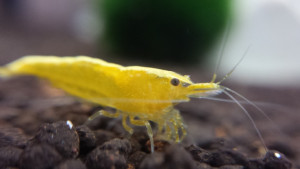 Neocaridina davidi var. yellow sakura