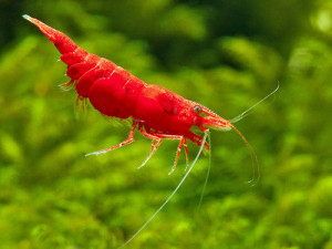 Neocaridina davidi var. sakura red