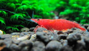 Neocaridina davidi var. fire red