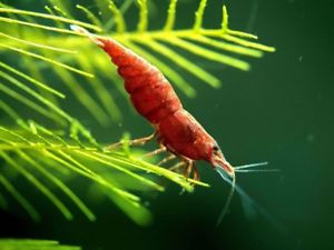 Neocaridina davidi var. painted fire red